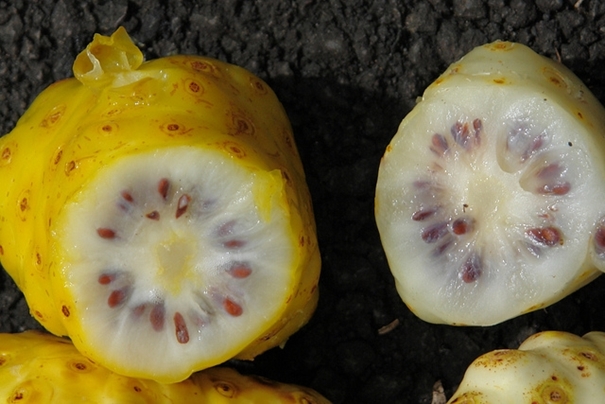    Noni, die chinesische Frucht mit hawaiianischem Namen