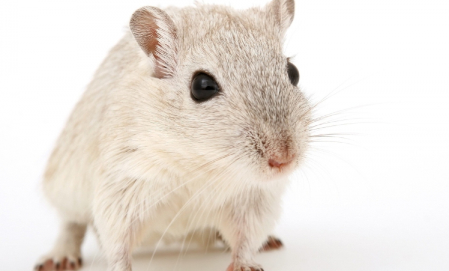 Schädlingsbekämpfung Lang bekämpft Ratten 